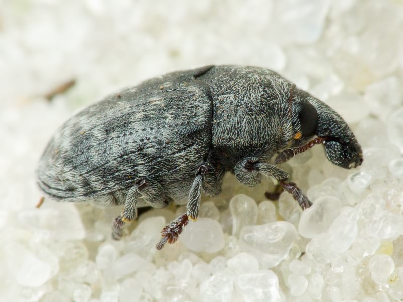 Larinus obtusus Gyllenhal, 1835